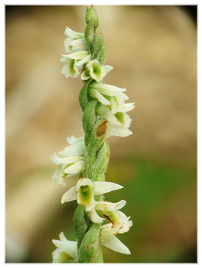 Spiranthes spiralis, l''ultima orchidea della stagione